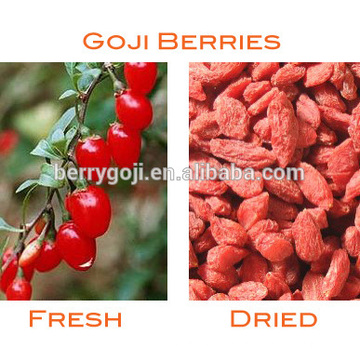 China Pure Natural Medlar/bagas-goji Food